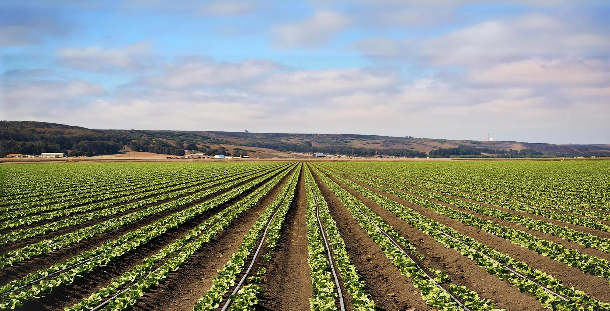 Farm in Roswell